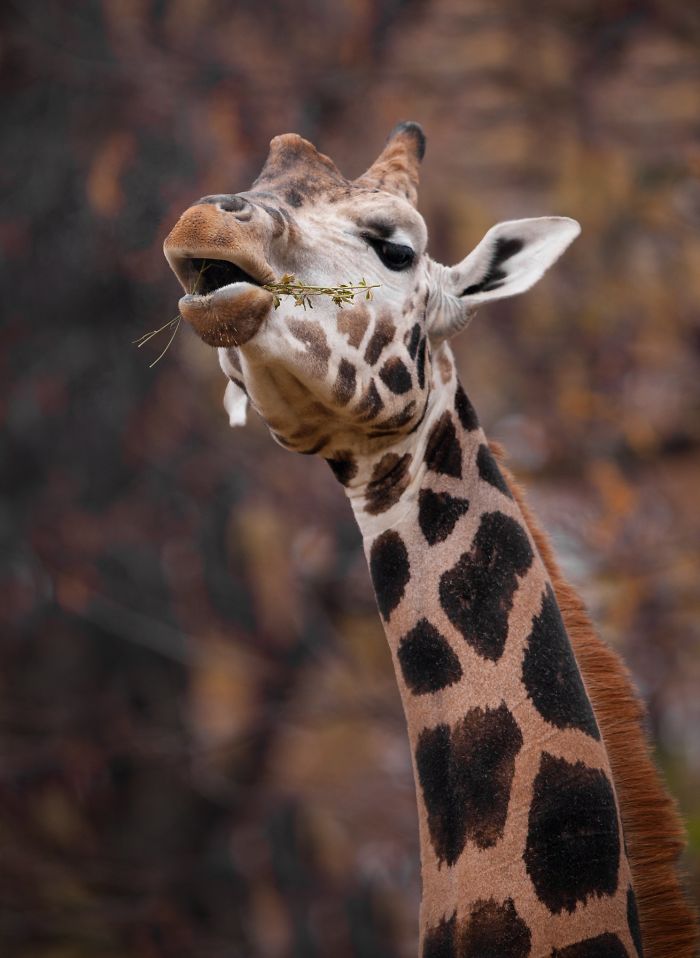 I Am A Wildlife Hunter, But My 'Gun' Is My Camera (19 Pics)