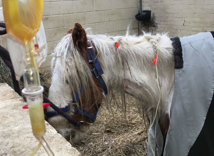 Volunteers 'Shocked' To See This 'Dead' Horse Still Alive Nurse It Back To Health And The Transformation Is Incredible