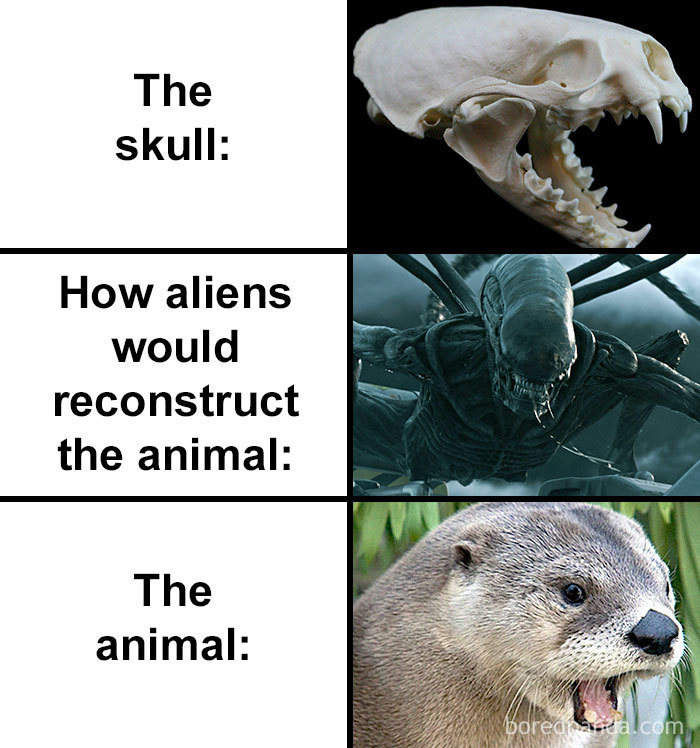 Skull-How-Aliens-Would-Reconstruct-Animal-Meme