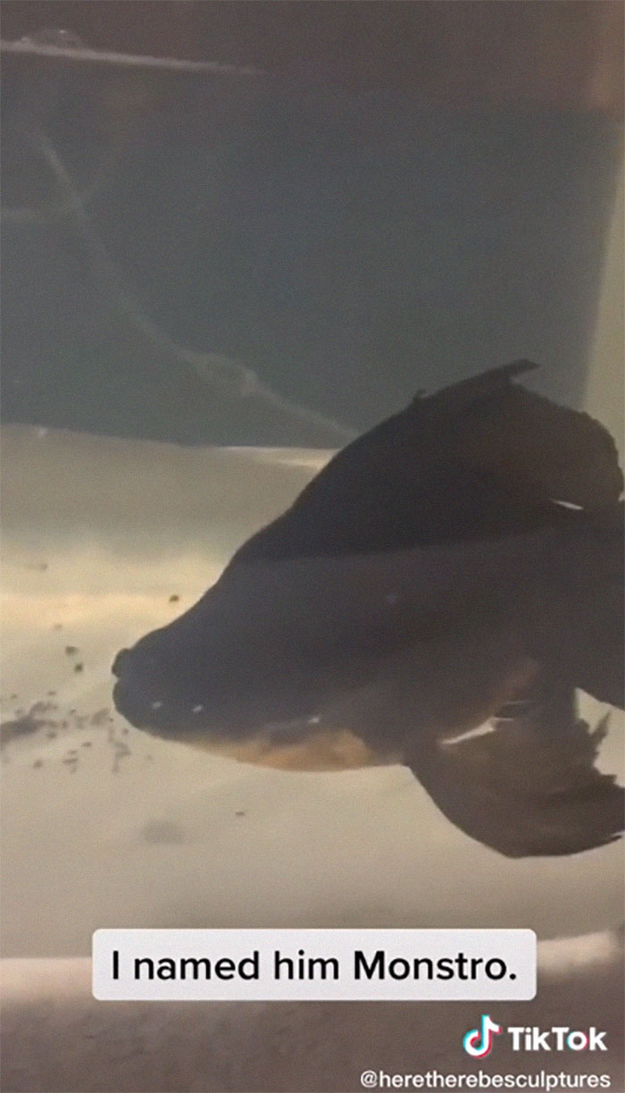 Dying, Neglected 10-Year-Old Goldfish Gets Returned To A Petstore, So This Person Nurses It Back To Health Dying, Neglected 10-Year-Old Goldfish Gets Returned To A Petstore, So This Person Nurses It Back To Health