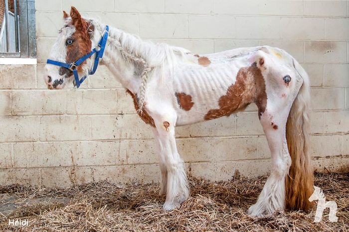 Volunteers 'Shocked' To See This 'Dead' Horse Still Alive Nurse It Back To Health And The Transformation Is Incredible Volunteers 'Shocked' To See This 'Dead' Horse Still Alive Nurse It Back To Health And The Transformation Is Incredible