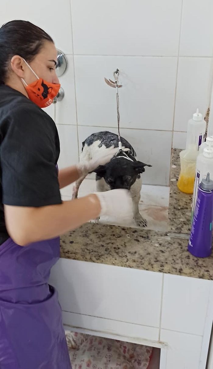 Dog With A Tumor Is Thrown Away In A Dumpster Like Trash