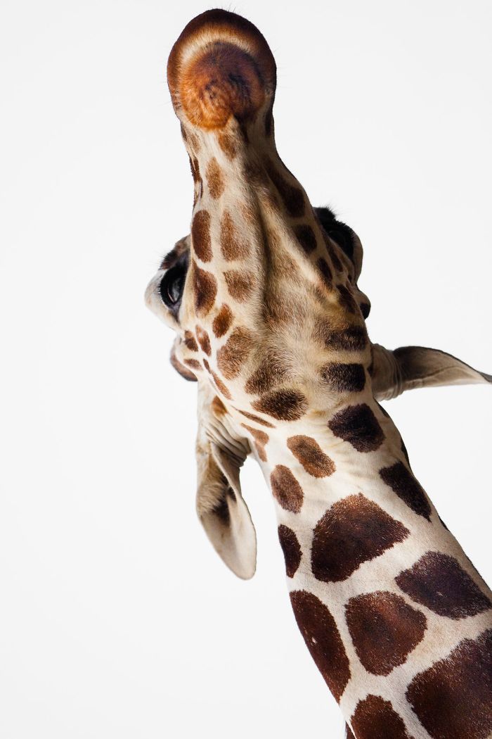 I Am A Wildlife Hunter, But My 'Gun' Is My Camera (19 Pics)