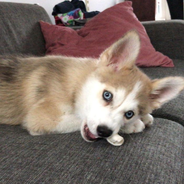 Drax, Pomsky 3 Months Old