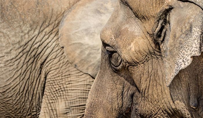 I Am A Wildlife Hunter, But My 'Gun' Is My Camera (19 Pics)