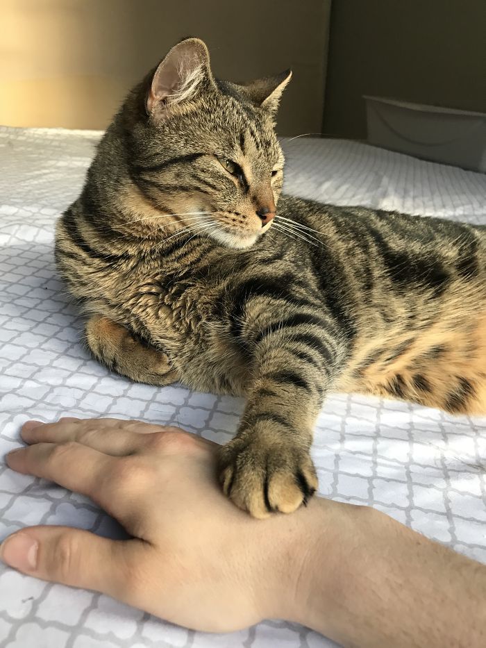 Our Newly Adopted Cat, Freddie, Reaching Out After An Hour In His Forever Home!