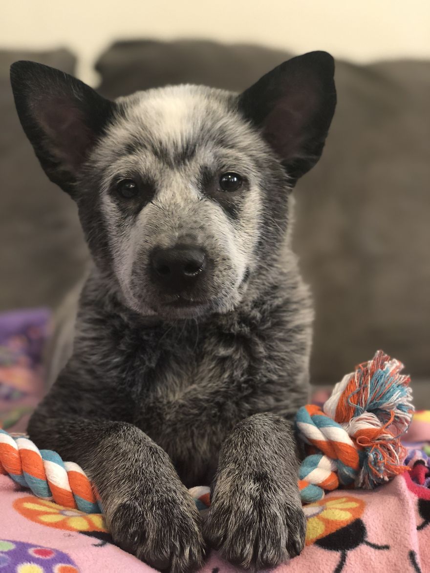 Types Of Doggos In This World