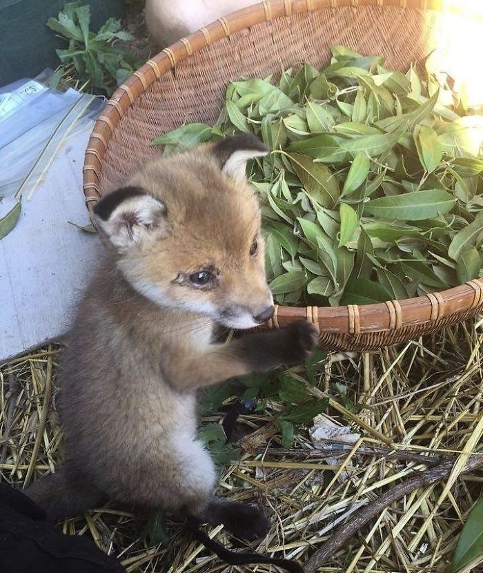 Little Guy Was Hiding In The Garden