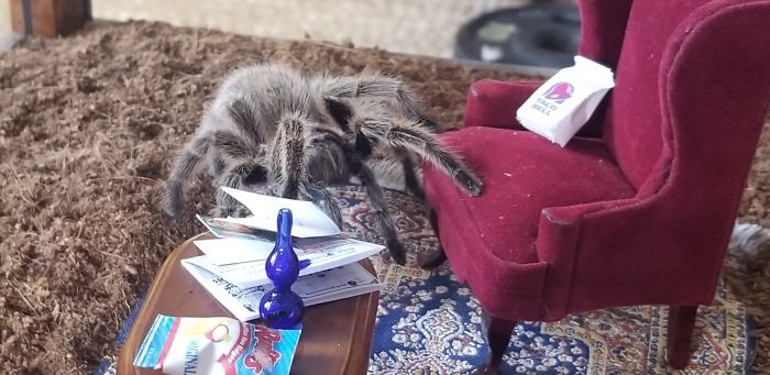 I Put Tiny Furniture In My Tarantula's Enclosure