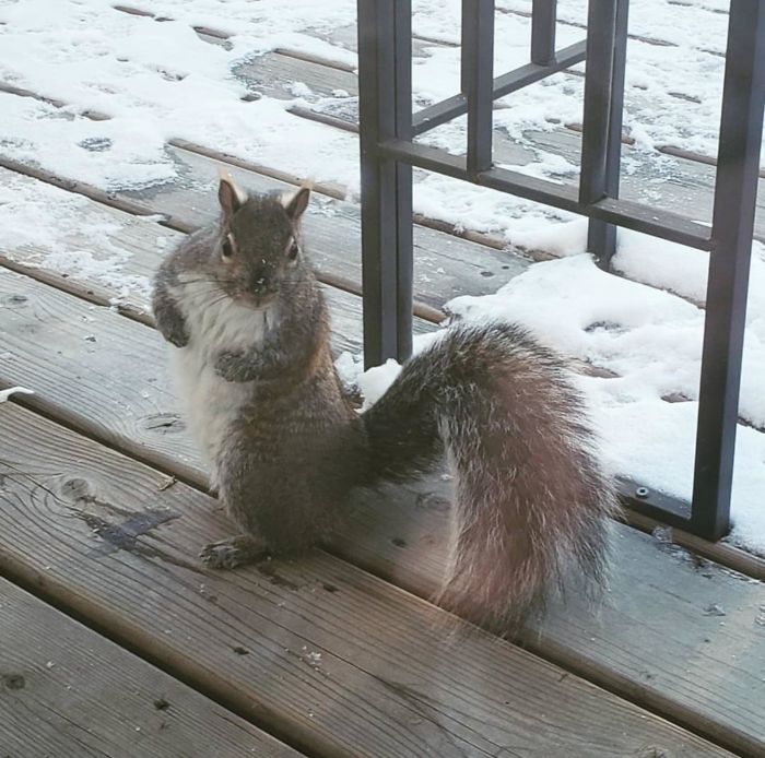 The Size Of This Squirrel My Dad Has Been Feeding. Absolute Unit