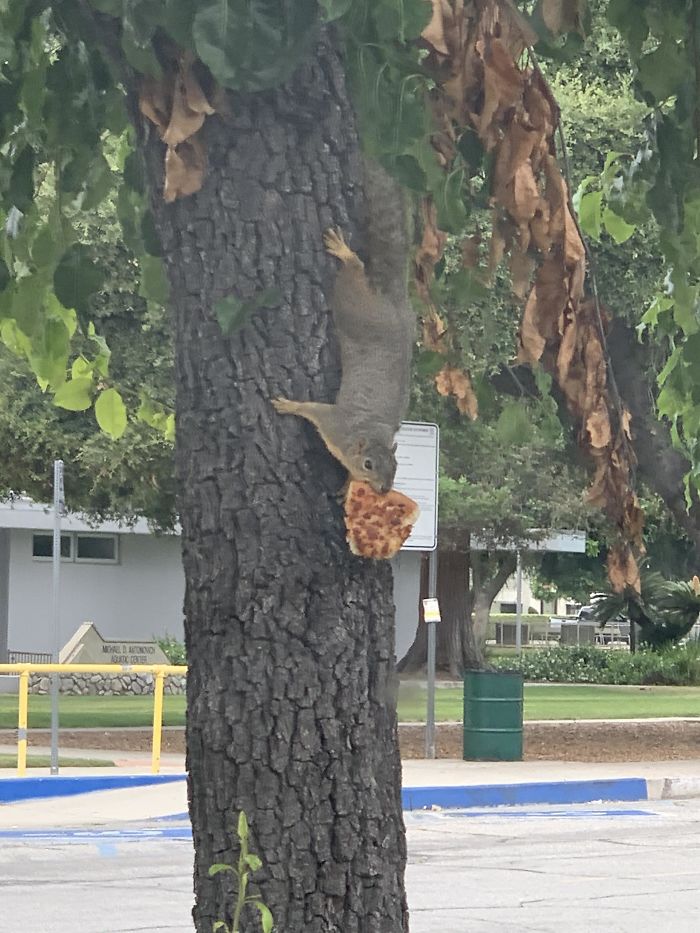 Pizza Squirrel Was Chillin Outside My Workplace Today