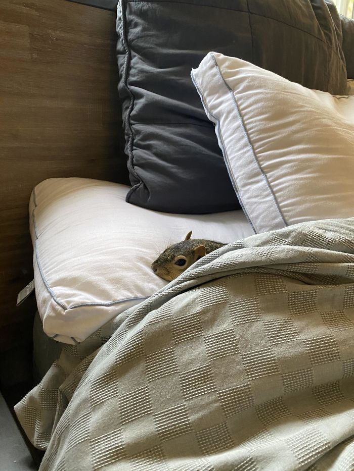 Lazy Quarantine Mornings