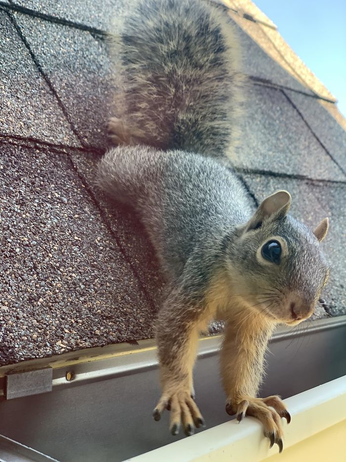 I Don’t Own Any Pets, So Here Is A Squirrel On The Roof Of My House