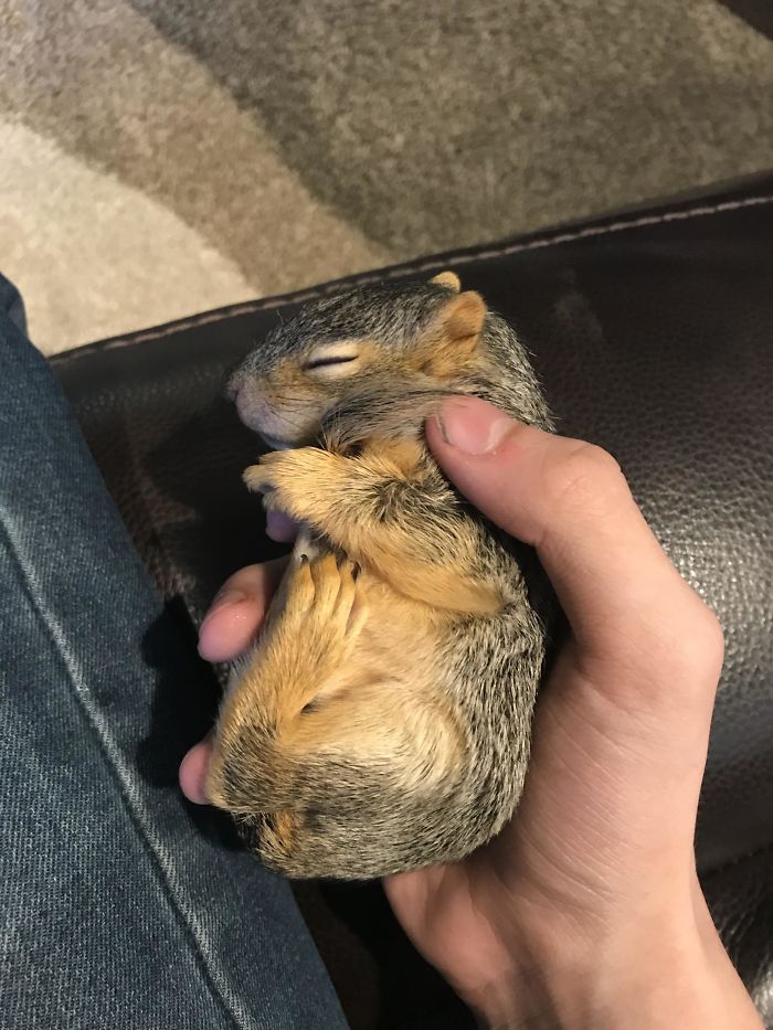 This Is My Adorable Baby Squirrel