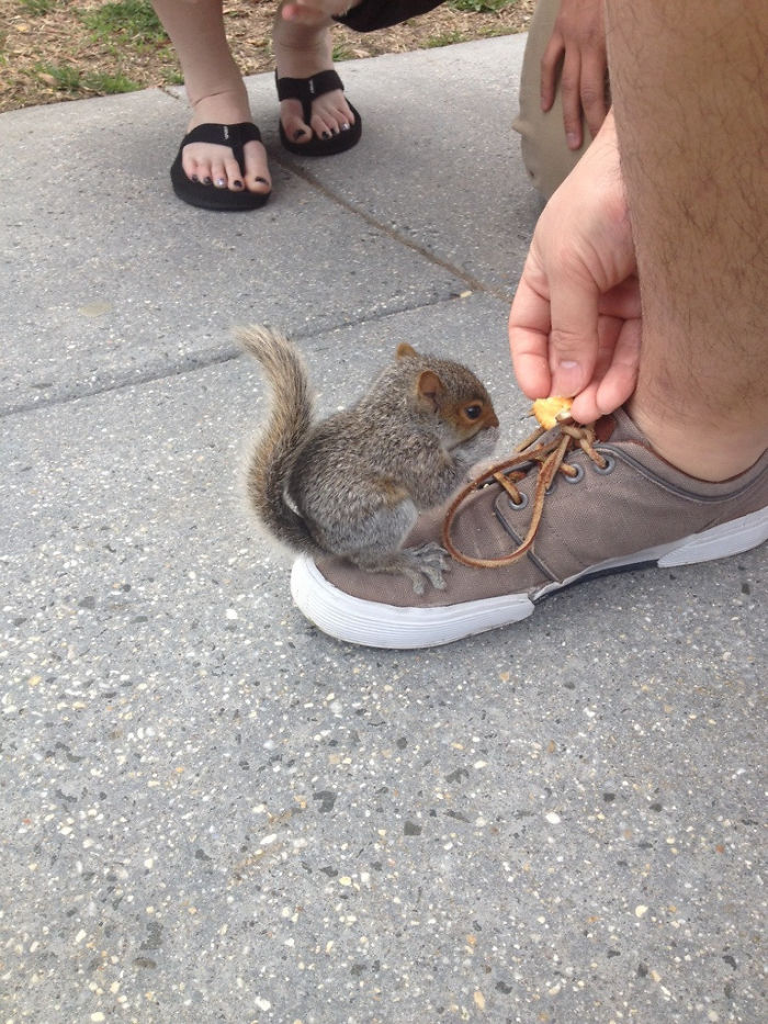 A Baby Squirrel Crawled Onto My Buddy's Shoe