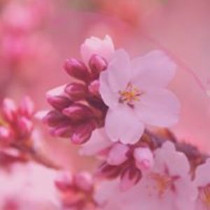 gibellyatzhiri2000 avatar