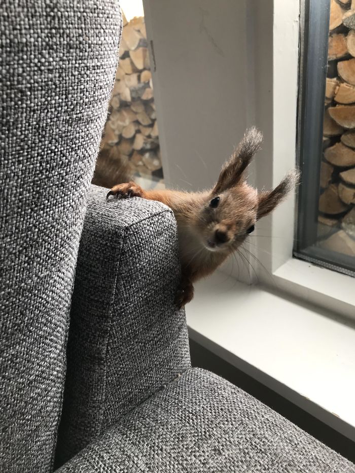 Just 5 More Days Until The Re-Introduction With The Woods