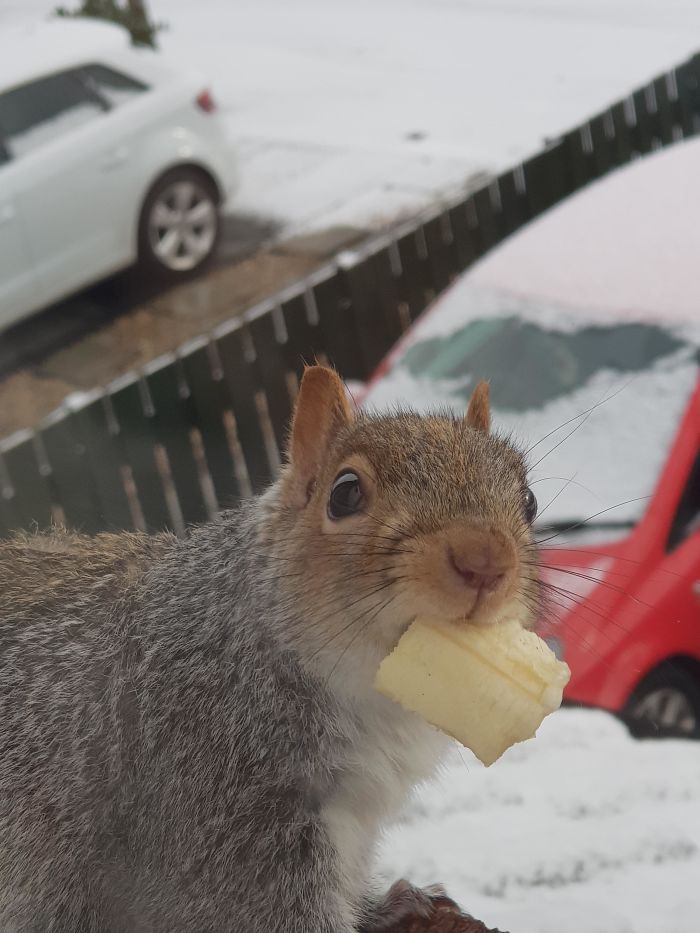 This Little Guy Was Taking Cover In My Window And Looked Hungry, He Ate A Lot Of Banana Today