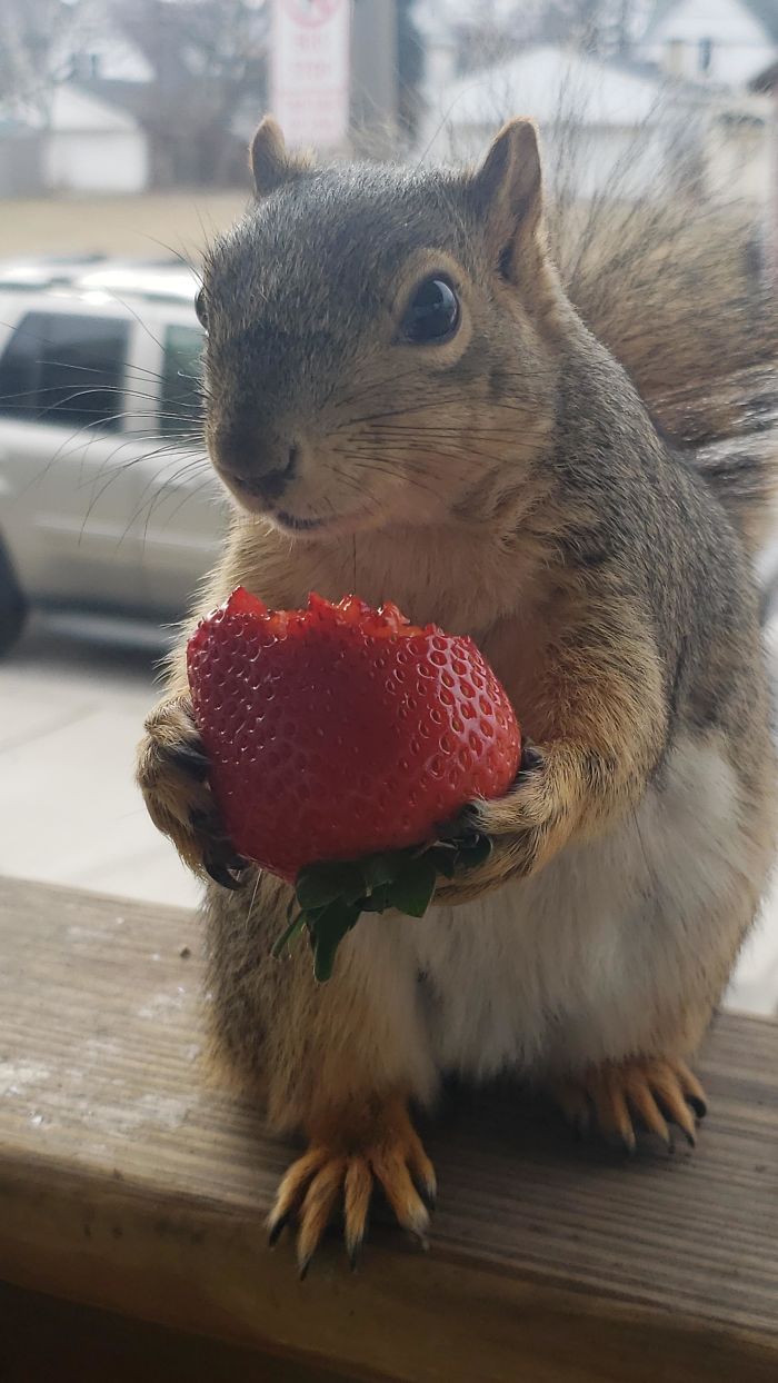 Butters Enjoying A Berry