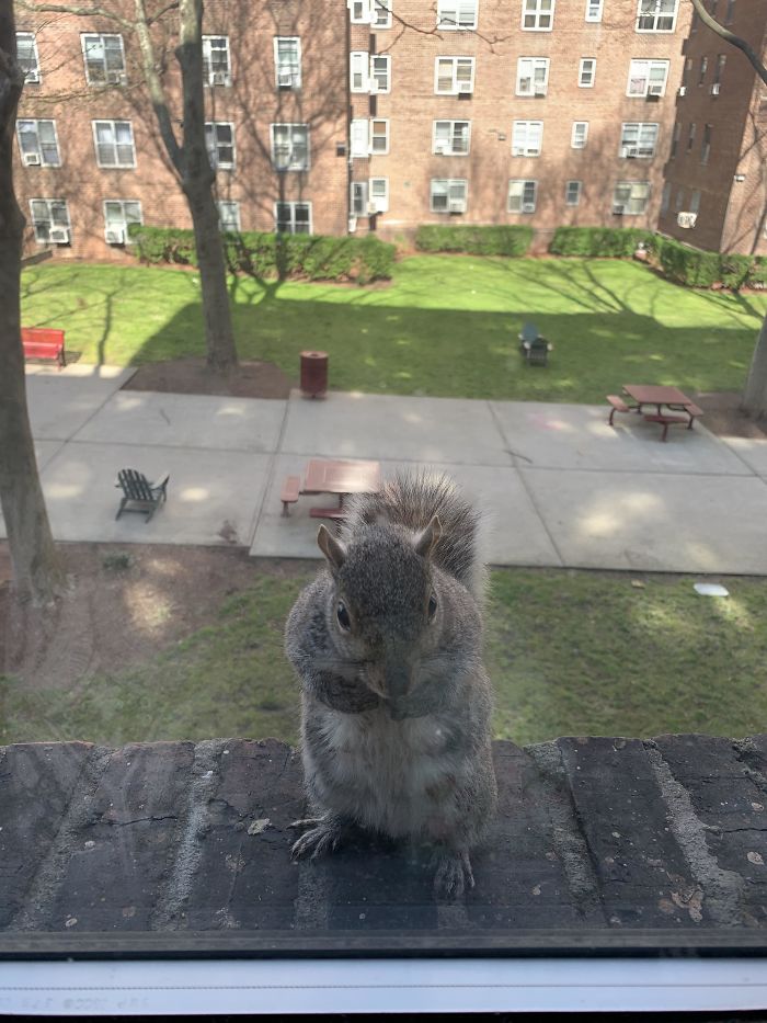 Patrice Knocking On Our Kitchen Window Yesterday. “Nut Gods! Are You There? Turn Around, Stop Making That Coffee Stuff, I’m Hungry Too!”