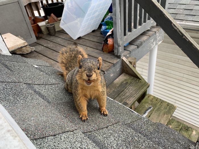 My Naughty Neighbor Begging For Another Almond... With A Mouthful Of Almond