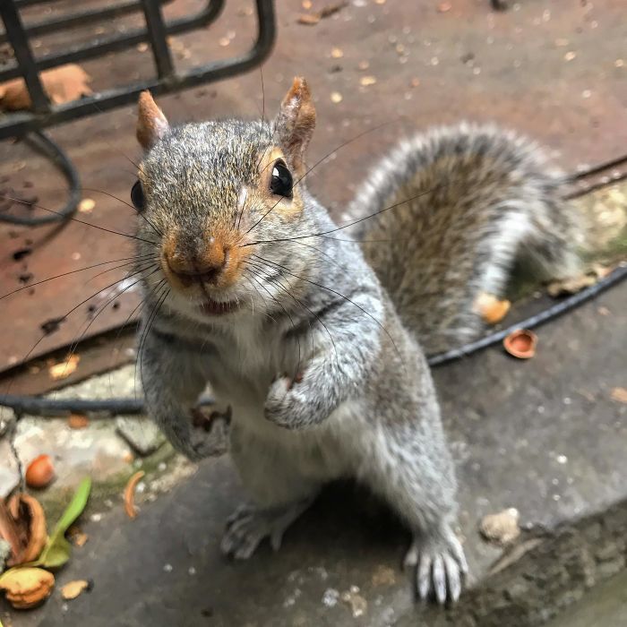 Good Morning. I Missed You. One Nut Please