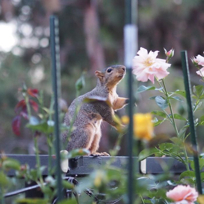 Little Gal Smelling The Roses In Our Balcony