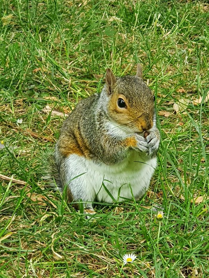 Met This Tail-Less Guy At The Park Today, Here He Is Enjoying An Almond
