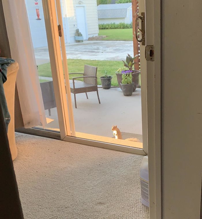 The Same Morning I Had To Say Goodbye To My 16yo Chihuahua, We Returned From The Vet To Find My New Squirrel Friend Waiting Outside My Back Door For The First Time