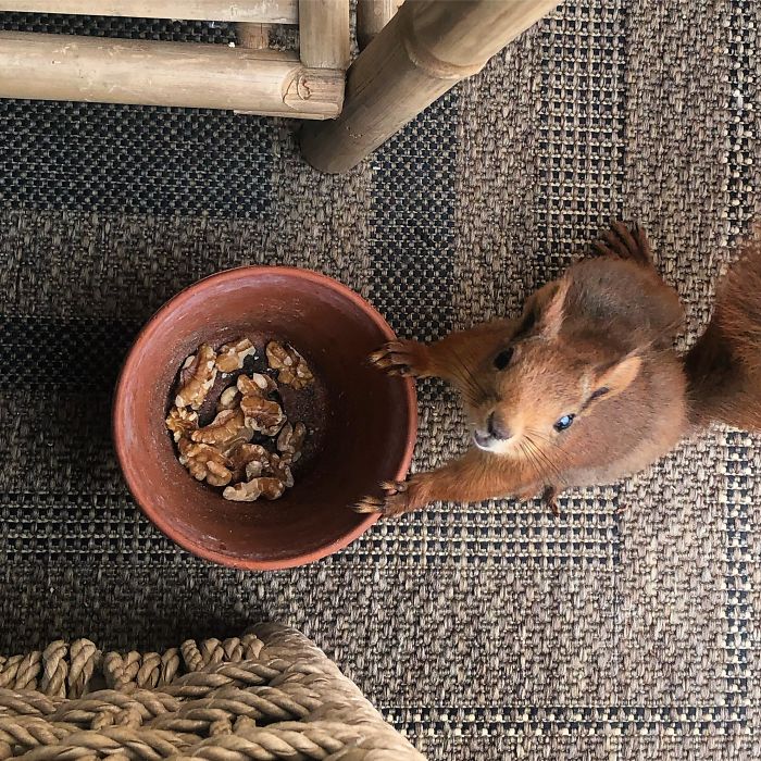 Friendly Squirrel Saying Thank You For The Treats