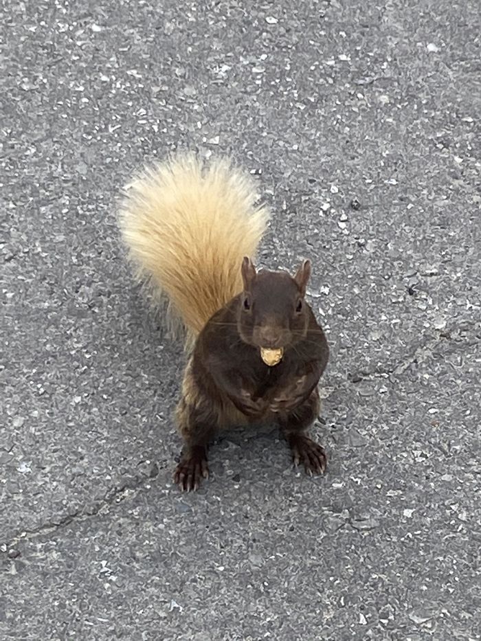 This Squirrel With A Blonde Tail And Peanut In His Mouth