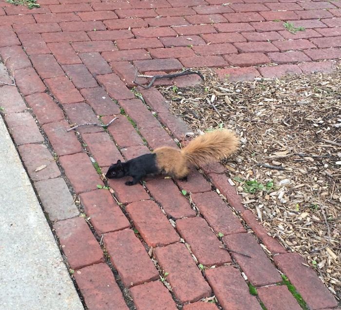 Half Black, Half Brown Squirrel