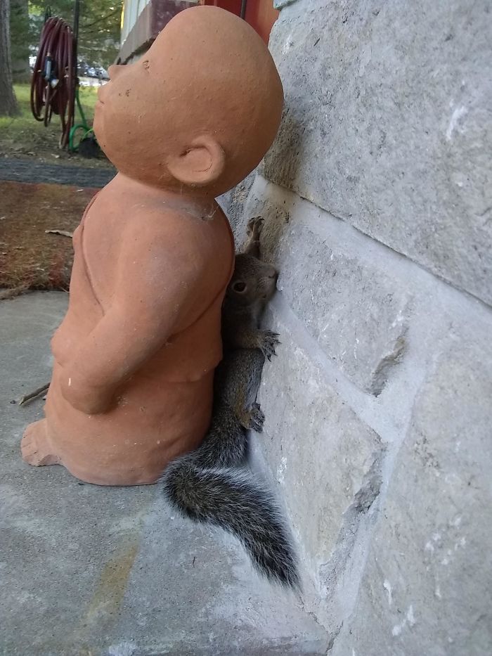 "You Can't See Me". Squirrel Thinks He's Hiding From Me