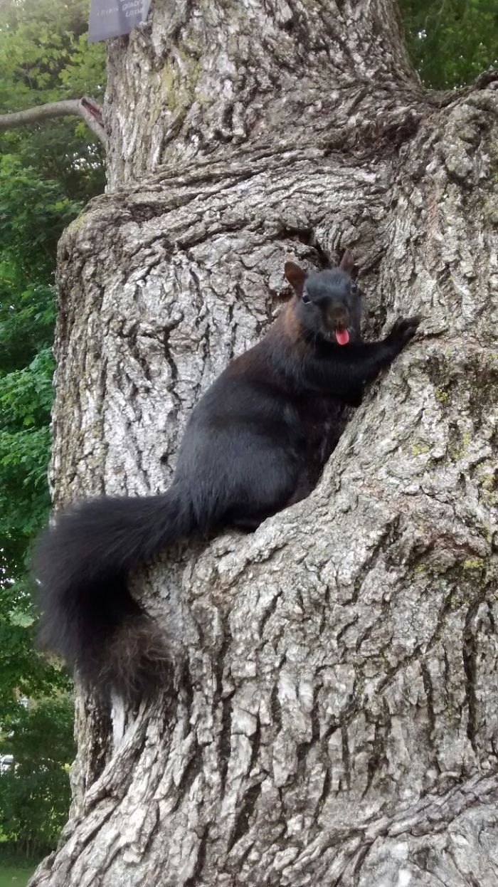 Black Squirrel Being A Derp