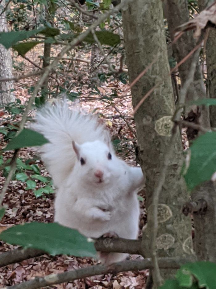 This White Squirrel I Saw On My Walk