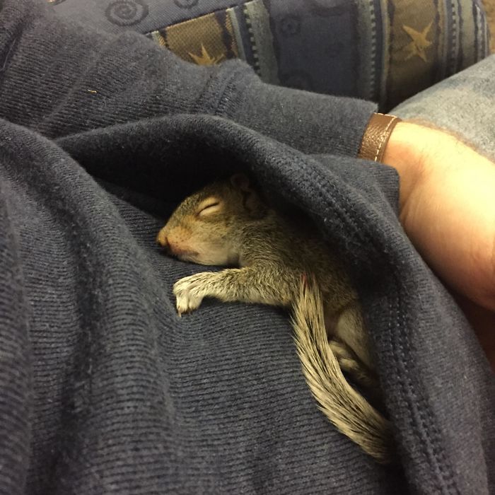 Baby Squirrel Getting Cozy