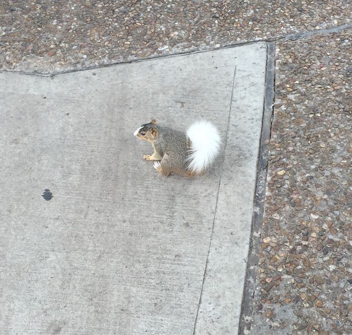 I Came Across A Squirrel With A White Tail And Face