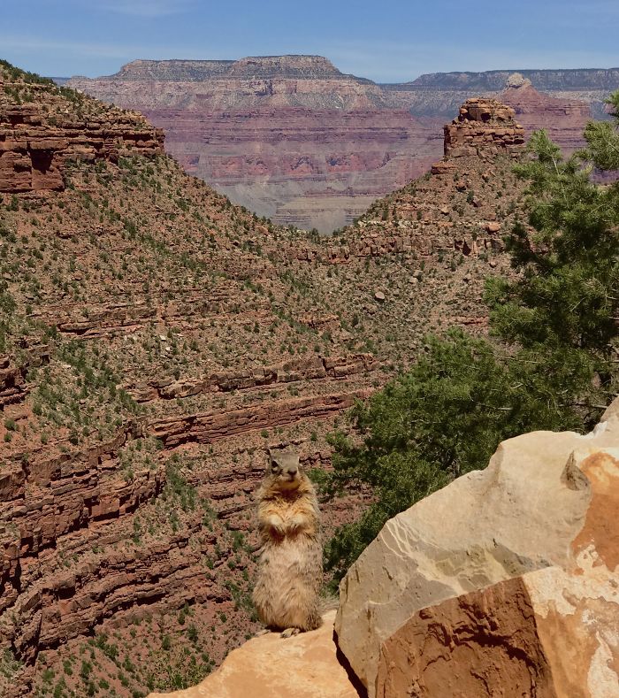 This Squirrel Popped Up Quickly And Posed For Me At The Grand Canyon