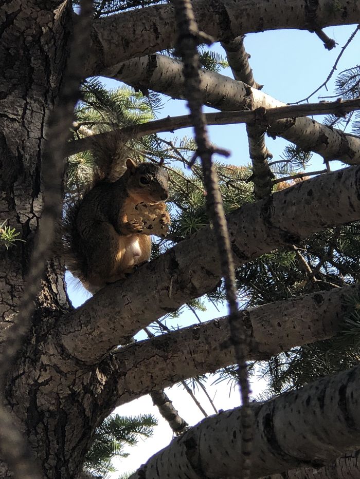 Squirrel Enjoying A Cookie