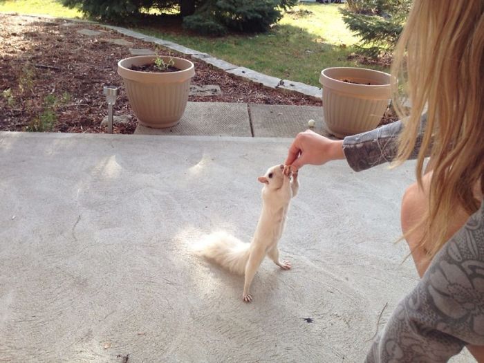 The Albino Squirrel Who Only Visits Us For The Peanuts