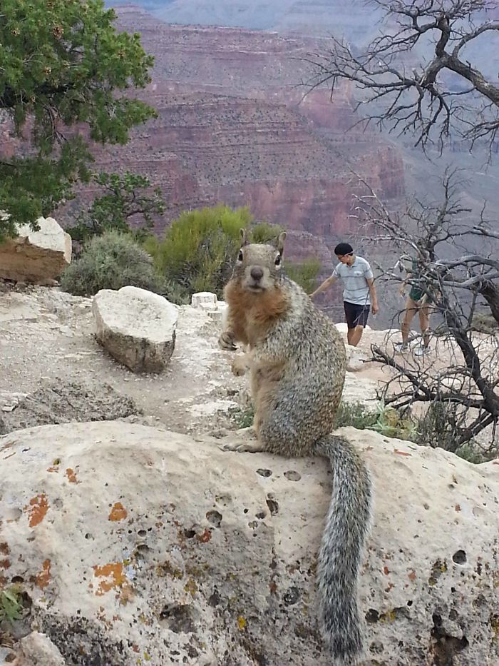 Went To The Grand Canyon And Took A Pic Of A Squirrel, Didn't Notice The Miniature Asian Man Trying To Pet It