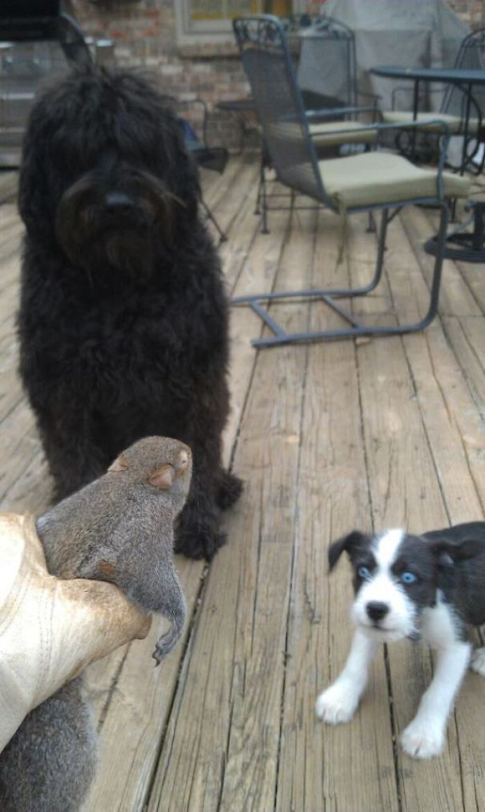 My Sister's Dog Blue Seeing A Squirrel For The First Time