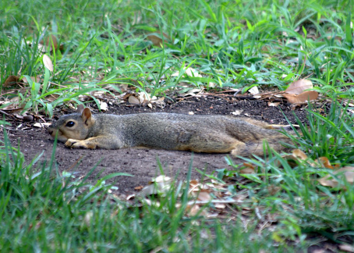 It's So Hot In Texas Right Now, The Squirrels Are Clearing Areas In The Grass So They Can Cool Their Bodies Against The Dirt
