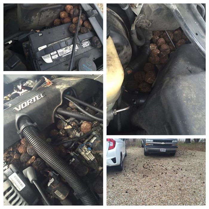 A Squirrel Has Been Stashing Nuts In My Friend's Engine Bay For Weeks Until He Found Out This Morning
