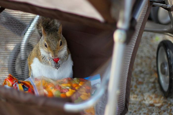 A Squirrel Stealing From An Unattended Stroller At A Theme Park