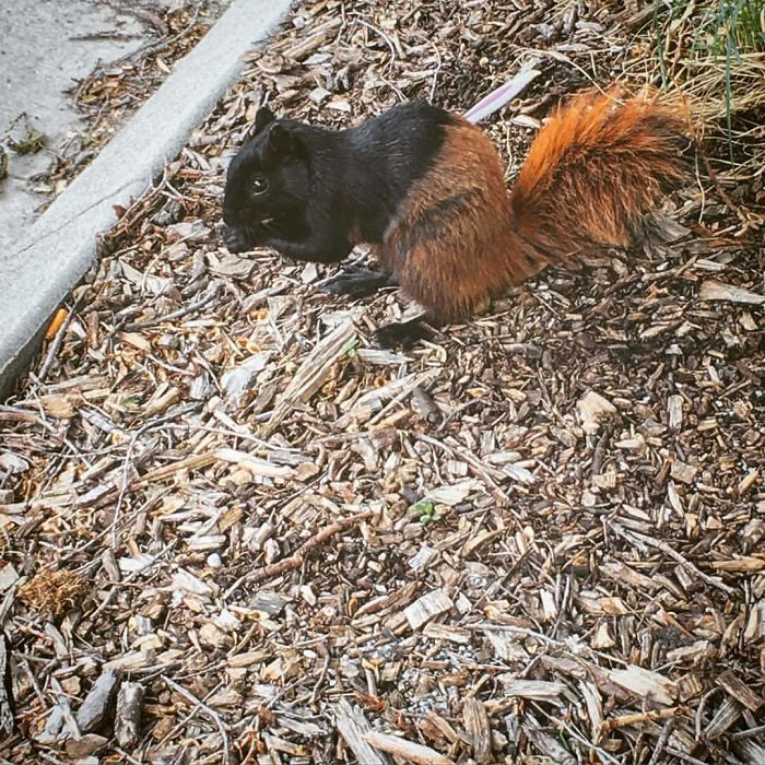 This Squirrel's Soul Is Slowly Being Stolen By A Ginger