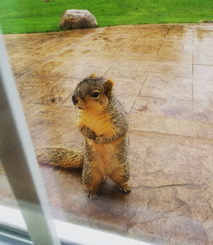 My Mom Occasionally Leaves Nuts Under Our Bird Feeder For A Squirrel That Lives In Our Yard. Today, He Came To The Window And Asked For More