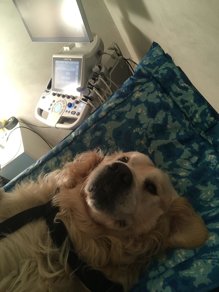 My Brother's Dog Had To Do An Ultrasound Because He Ate A Rock