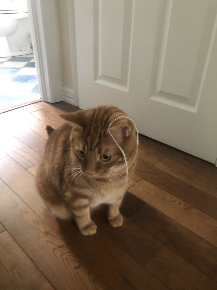 My Cat Has Been Looking For And Can’t Find The String He Was Just Playing With A Minute Ago