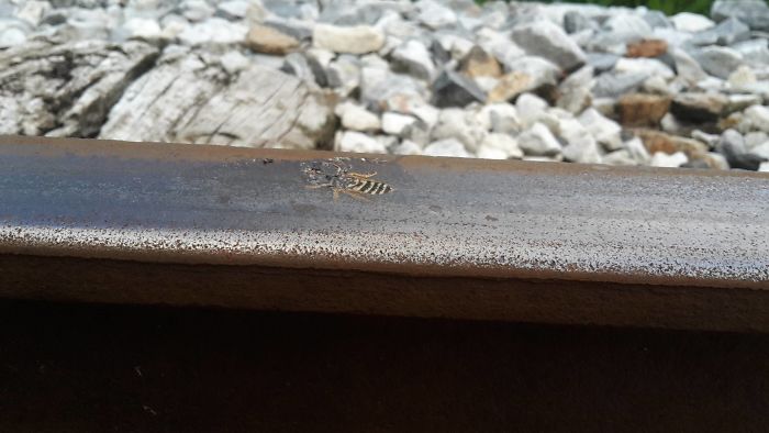 A Wasp Steamrolled By A Train